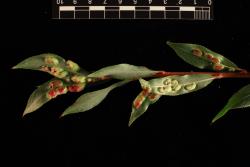 Salix ×fragilis f. vitellina. Leaf galls.
 Image: D. Glenny © Landcare Research 2020 CC BY 4.0